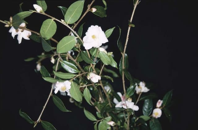 Camellia 'Cornish Snow'