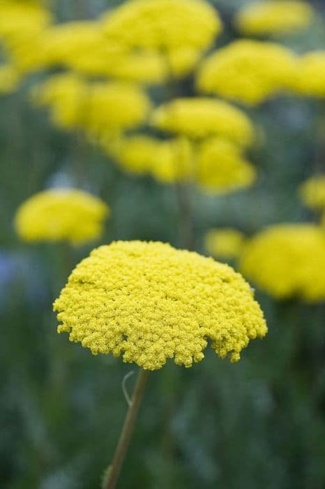 yarrow 'Parker's Variety'