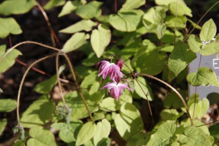 barrenwort 'Beni-kujaku'