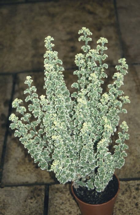 variegated lemon geranium