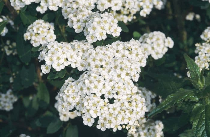 Tosa spirea 'Snowmound'