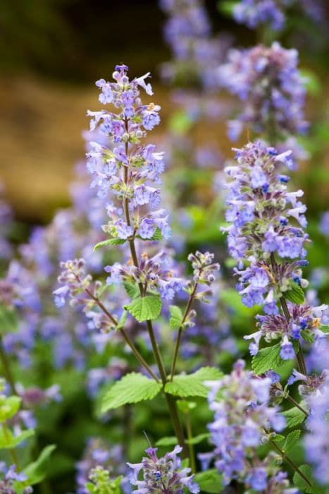 catmint 'Summer Magic'