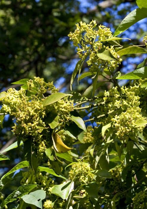 Many-flowered spindle