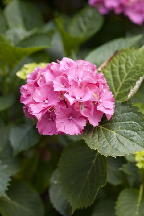 hydrangea 'Masja'