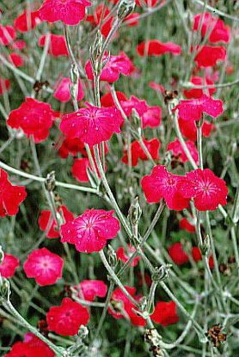 rose campion