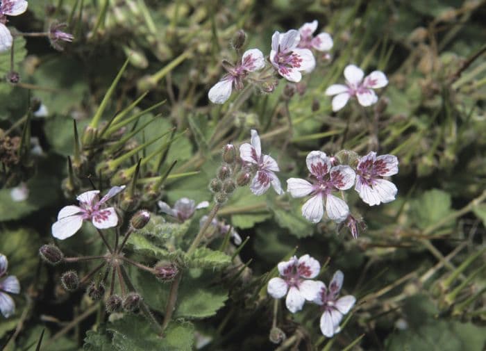 pelargonium-flowered storksbill