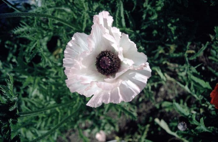 oriental poppy 'Lighthouse'