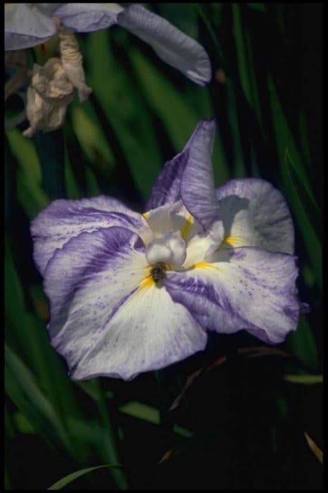 Japanese water iris 'Fringed Cloud'