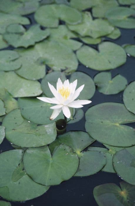 lesser fragrant waterlily