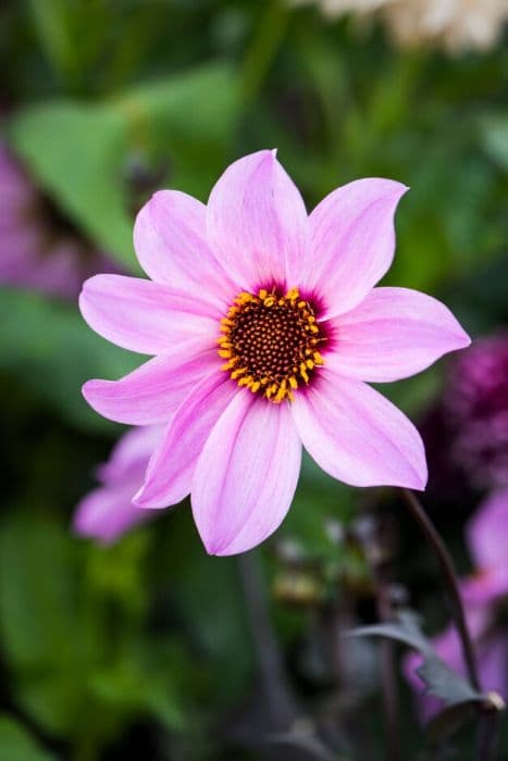 dahlia 'Chatsworth Splendour'