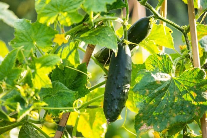 cucumber 'Marketmore' (ridge)