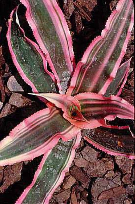 earth star 'Pink Starlite'