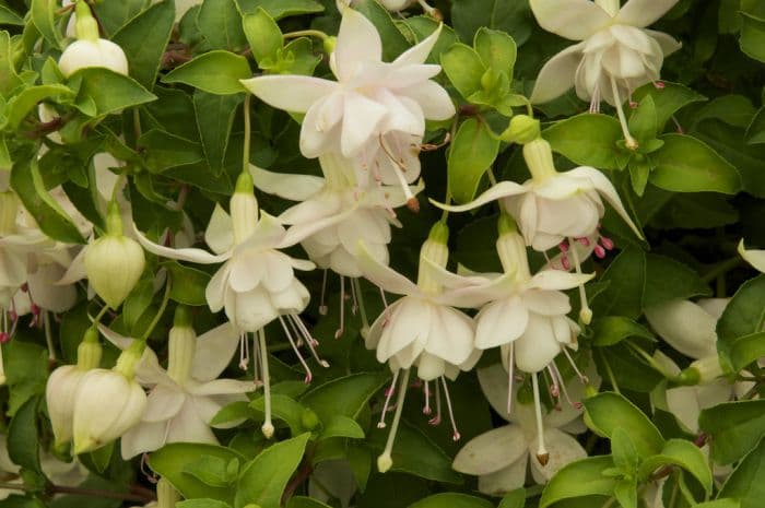 fuchsia 'Roualeyn's White Gold'