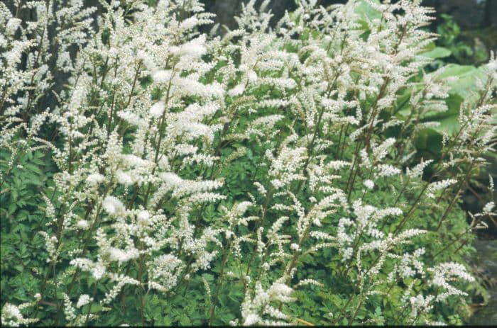 goat's beard