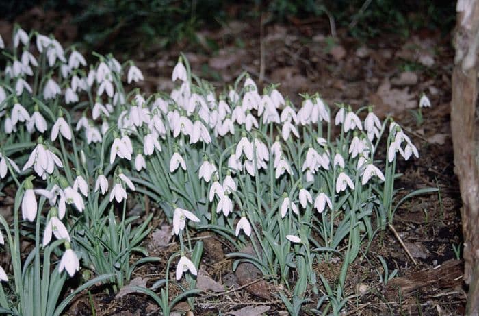 pleated snowdrop