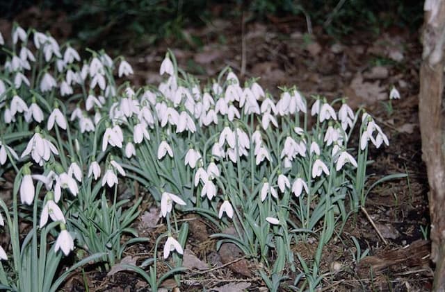 Pleated snowdrop