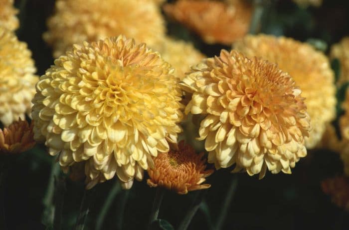 chrysanthemum 'Apricot Margaret'