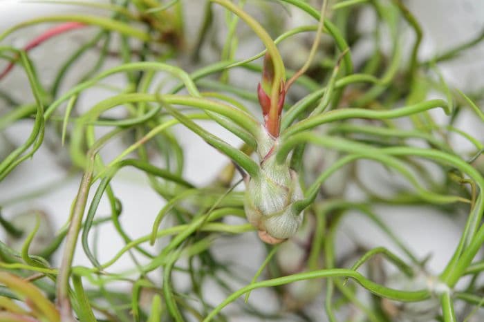 bulbous air plant