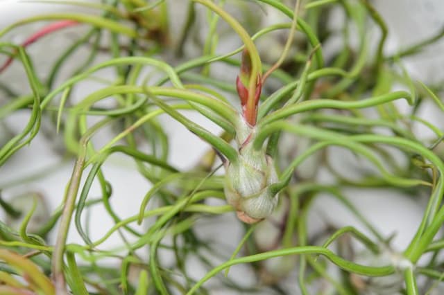 Bulbous air plant