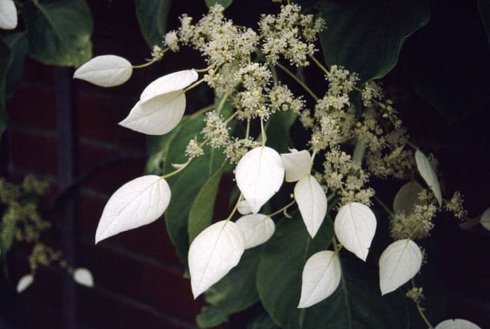 Chinese hydrangea vine