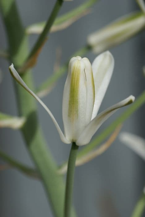 Nelson's slime lily