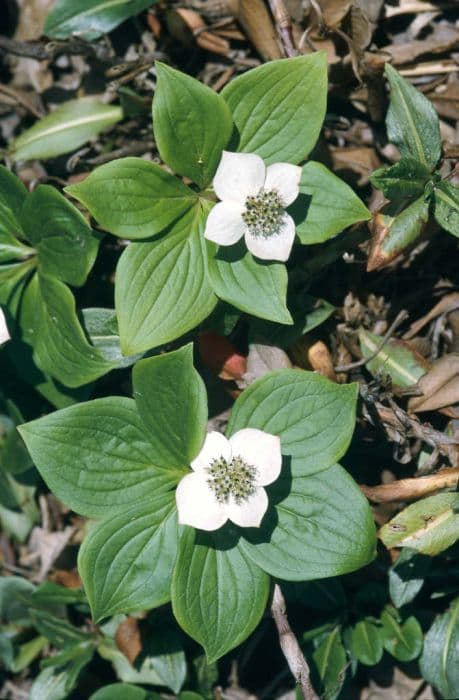 Creeping dogwood