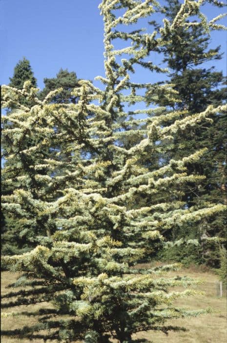 golden Atlas cedar