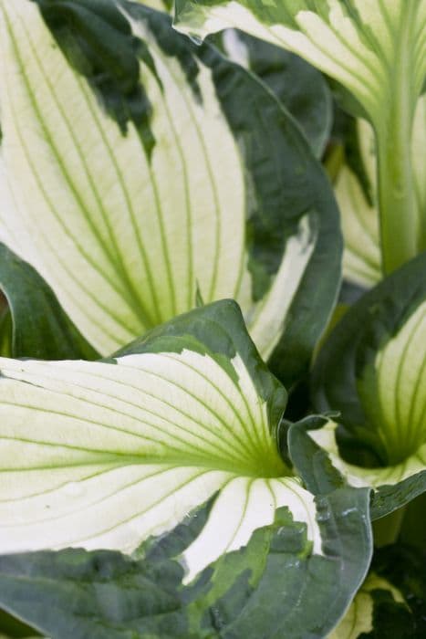 plantain lily 'Whirlwind'