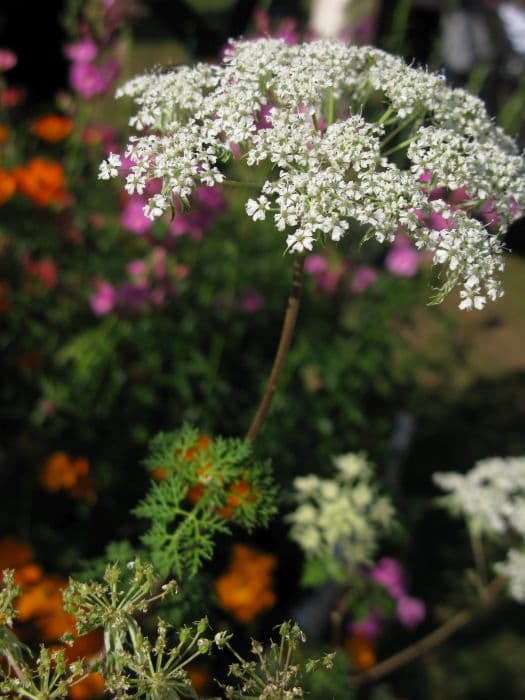 Wallich milk parsley