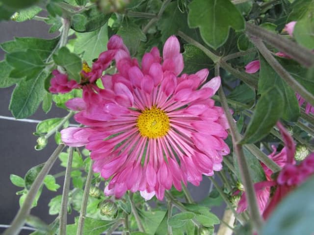 Chrysanthemum 'Mauve Gem'