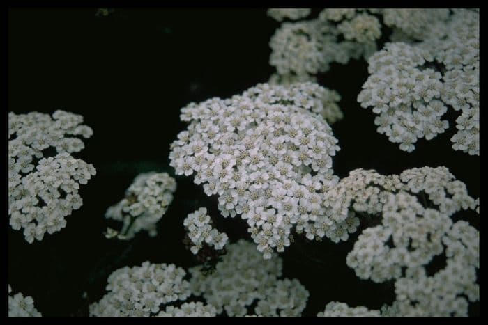 yarrow 'Forcett Bride'