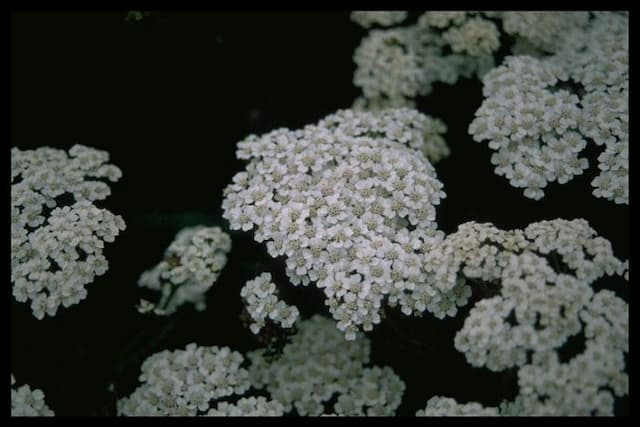 Yarrow 'Forcett Bride'