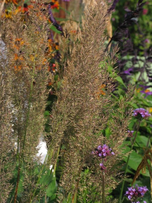 Korean feather reed grass