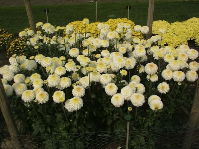 Chrysanthemum 'White Margaret'