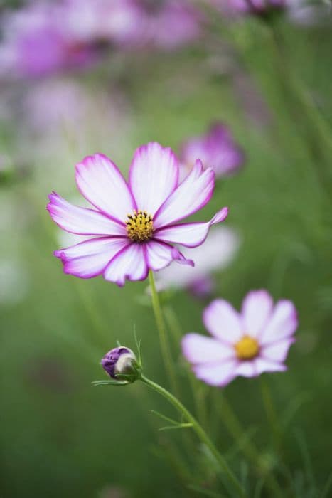 cosmea 'Candy Stripe'