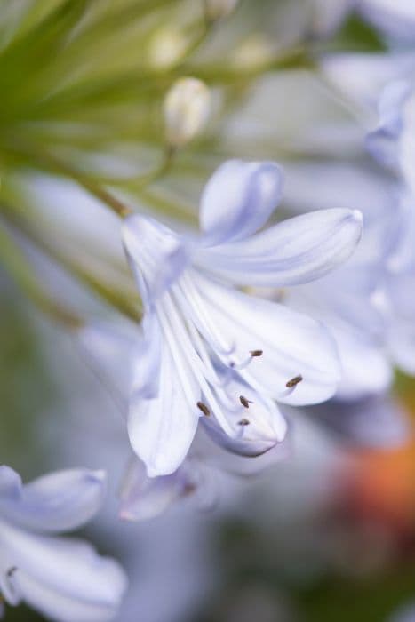 African lily 'Angela'