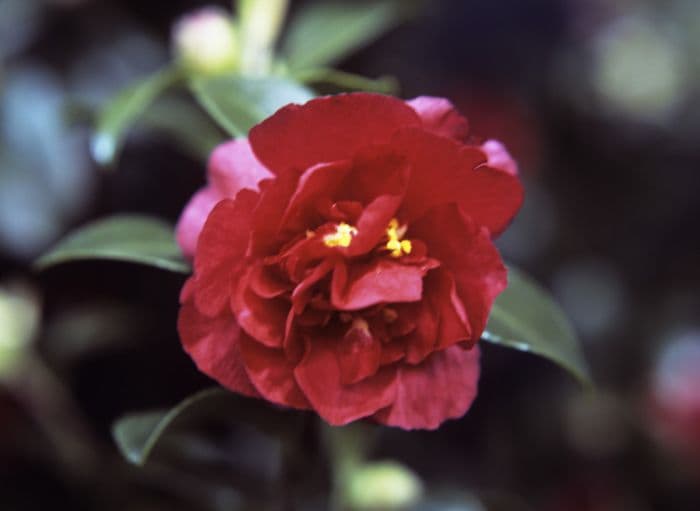 camellia 'Bonanza'