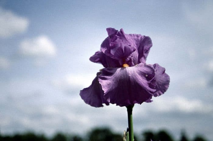 iris 'Janine Louise'