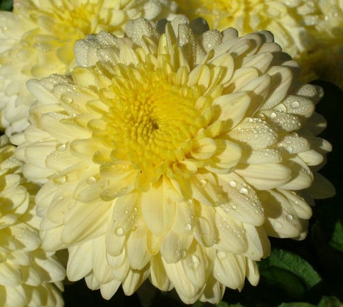 chrysanthemum 'Cream Talbot Parade'