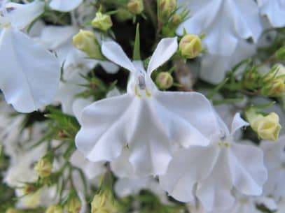 Lobelia 'Weslowei'