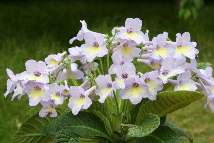 Cape primrose 'Charlotte'