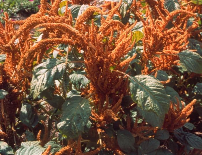 showy amaranth 'Hot Bisquit'