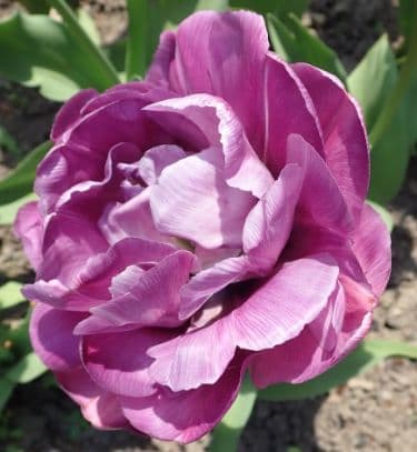 Tulip 'Blue Diamond'