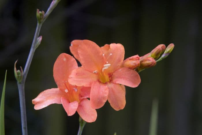 montbretia 'Okavango'