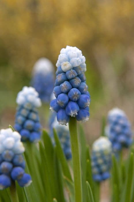 grape hyacinth 'Mount Hood'