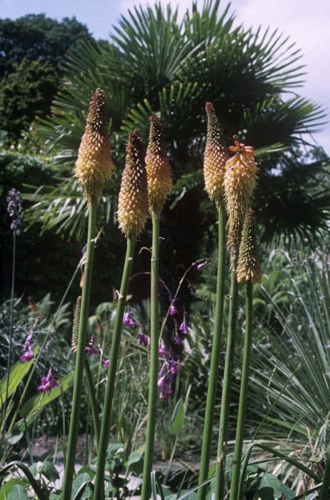 red-hot poker 'Alcazar'