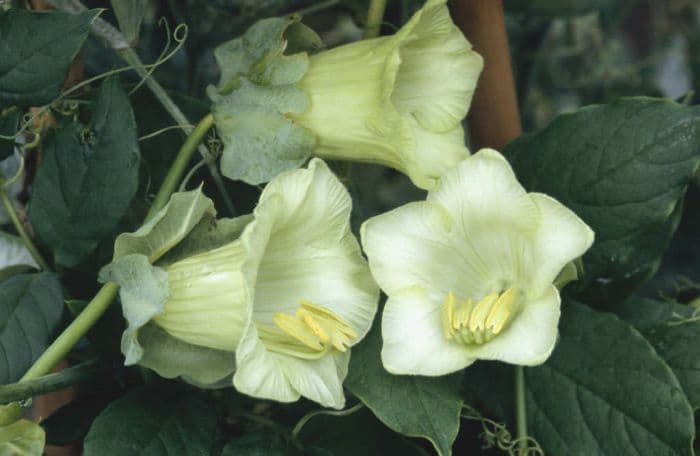 white-flowered cup-and-saucer vine