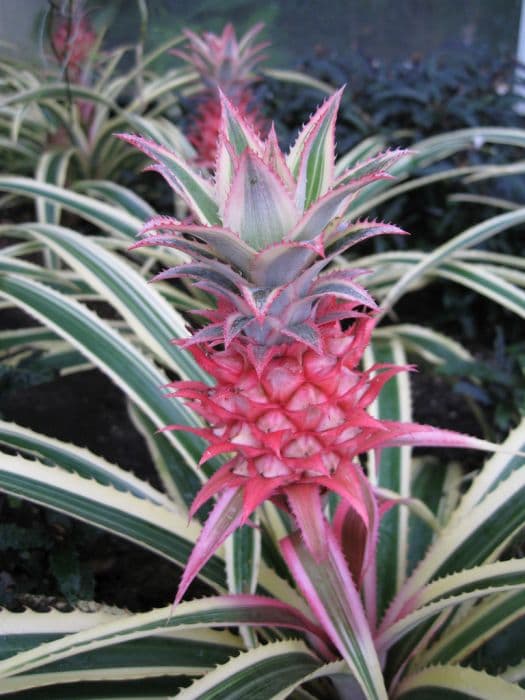 Variegated pineapple