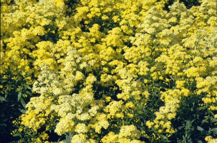 goldenrod 'Ledsham'