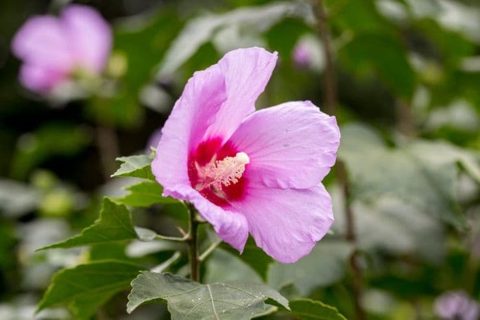 hibiscus 'Tosca'